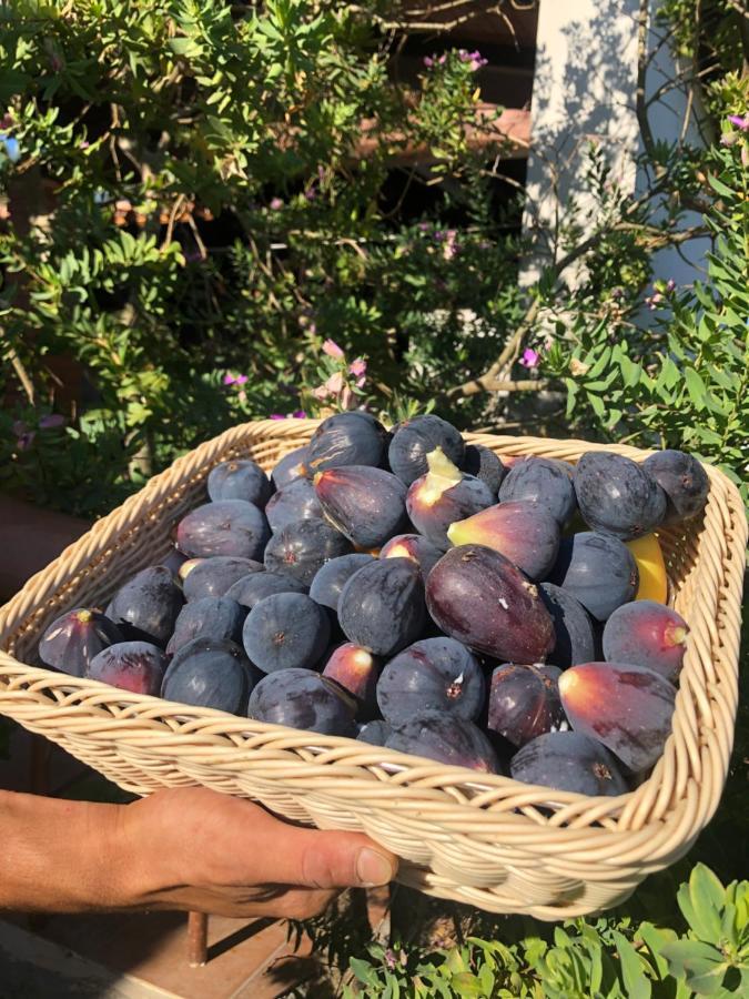 Agriturismo Is Cortillaris Càbras Dış mekan fotoğraf
